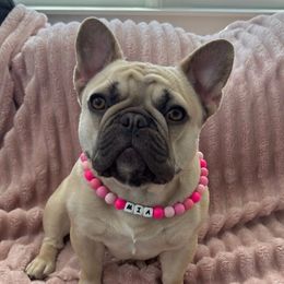 Mia - French Bulldog