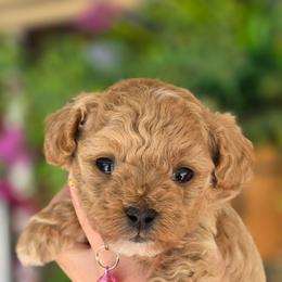 Nyla Pink Girl - Apricot female Goldendoodle puppy in Vernon, Texas from Sugarland's Texas Goldendoodles