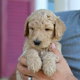 Annie - Parti female Goldendoodle puppy in Cherry Creek, New York from Doodles Pups of NY