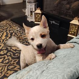 Left Eye - Red mottled male Australian Cattle Dog puppy in Morganton, North Carolina from Trinity C Acres