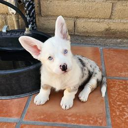 Akita, American Corgi, Cardigan Welsh Corgi, and Great Pyrenees Puppies from WeVolution Off-Grid