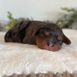 Wren - Chocolate female Cavapoo puppy in Kankakee, Illinois from Apricot Roots Doodles