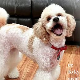 Millie - Bernedoodle