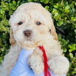 Red collar Merry - Australian Labradoodle puppy from Grammy's Puppy Love doodles and poodles