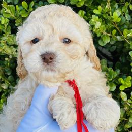 Red collar Merry - Australian Labradoodle puppy from Grammy's Puppy Love doodles and poodles