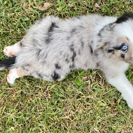 Miniature Australian Shepherd Puppies from Arch Hill Mini Aussies