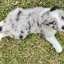 Miniature Australian Shepherd Puppies from Arch Hill Mini Aussies