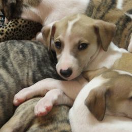 Whippet Puppies from Mohr Whippets