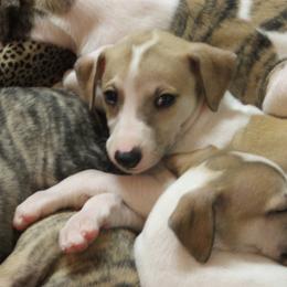 Whippet Puppies from Mohr Whippets