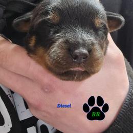 Diesel - Black and mahogany male Rottweiler puppy in Tangent, Oregon from Raya's Royals