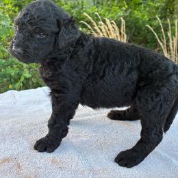 Valentina - Black female Goldendoodle puppy in Oklahoma City, Oklahoma from Foneb Farm - The F1B Farm