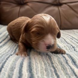 Goose - Red male Cavapoo puppy in Glendale, Arizona from Dashing Dogs