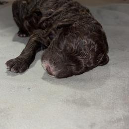 Colin - Brown male Poodle puppy in Picayune, Mississippi from JEN's Poodles