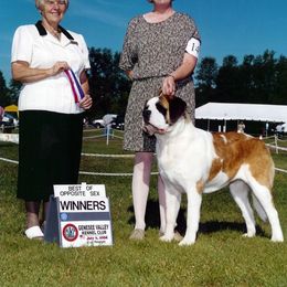 Saint Bernard All Grown Up from Somerset Saints