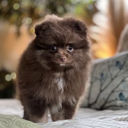 Pomeranian Puppies from Petticoat Poms