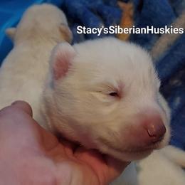 Stardust - White female Siberian Husky puppy in Savannah, Georgia from Stacy's Siberian Huskies