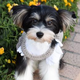 Hope - Black tan and white female Biewer Terrier puppy in California from Skyridge Puppies