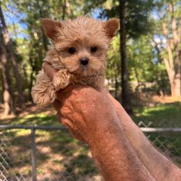 Gold boy - Gold male Yorkshire Terrier puppy in Milton, Florida from Sassenach Yorkie Kennels