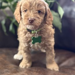 Green collar Nani - Apricot female Australian Labradoodle puppy in Fontana, California from Grammy's Puppy Love doodles and poodles