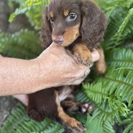 Betty - Chocolate and tan female Dachshund puppy in Grant, Oklahoma from Weenie World