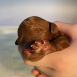 Cavapoo Puppies from Sleeping Bear Kennels