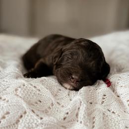 Cherry - Brown and white female Bernedoodle puppy in Maricopa, Arizona from Desert Ridge Doodles
