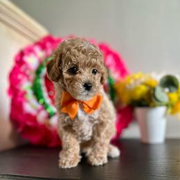 Bailey - Apricot male Poodle puppy in Kentucky from Deerly Poodles
