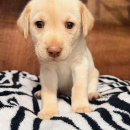Girl 3 - female Labrador Retriever puppy in College Station, Texas from Charlotte Toney