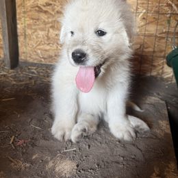 Orange collar boy - White male Maremma Sheepdog puppy in Swanton, Ohio from Old Orchard Maremmas