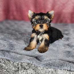 Female pup 1 - Black and gold female Yorkshire Terrier puppy in Polk City, Florida from Yorkies by Casey