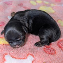 Nina - Black female Shih Tzu puppy in Port Huron, Michigan from Shih Tzu Cottage
