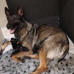 German Shepherd Puppies from Rose Valley German Shepherds