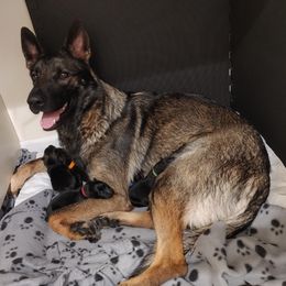 German Shepherd Puppies from Rose Valley German Shepherds