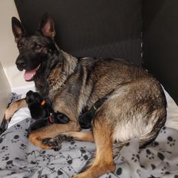 German Shepherd Puppies from Rose Valley German Shepherds