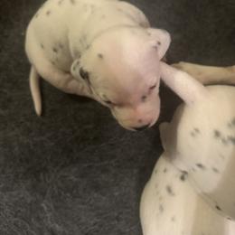 Boy 3 - White and black male Dalmatian puppy in Williamsburg, Ohio from Dewey’s Dals
