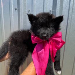 Cobra - Black female Siberian Husky puppy in Folsom, Louisiana from Geaux Fluffy