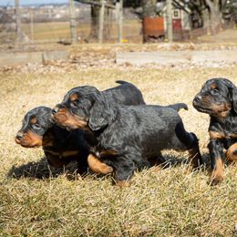 Gordon Setter puppies from Blue Ribbon Setters