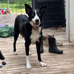 Eby - Border Collie