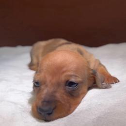 Dapple - Dapple female Dachshund puppy in Bakersfield, California from KC Doxies
