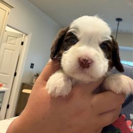 Flo - Chocolate female Australian Labradoodle puppy in Denton, Texas from Liberty Hill Labradoodles
