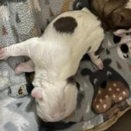 Male bulldog puppy - Red and white male Bulldog puppy in Fleetwood, Pennsylvania from D and D Bulldogs
