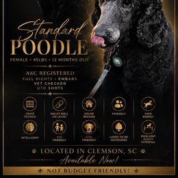 Heiress - Blue female Poodle puppy in Clemson, South Carolina from Love Tallulah Sheepadoodles LLC