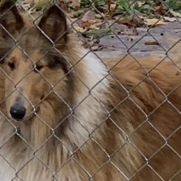 Troy - Collie
