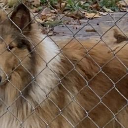 Troy - Collie