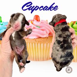 Cupcake - Blue merle male Bernedoodle puppy in Banner Elk, North Carolina from Walnut Tree Bernedoodles