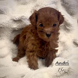 Andri - Red female Shihpoo puppy in Traverse City, Michigan from Riyem Wildflower Farms
