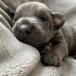 Doberman Pinscher Puppies from Haus of Hound