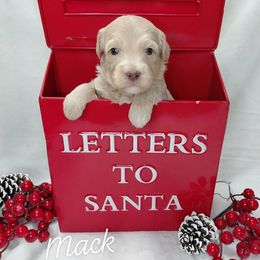 Mack - Cream male Goldendoodle puppy in Eau Claire, Wisconsin from Fisher River Doodle's