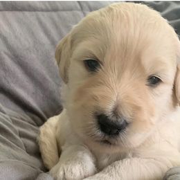 Girl 3 - Goldendoodle puppy in Blaine, Minnesota from The Golden Roo