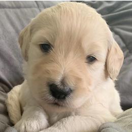Girl 3 - Goldendoodle puppy in Blaine, Minnesota from The Golden Roo